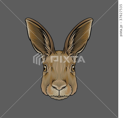Head of hare, portrait of wild animal hand drawn 37627535