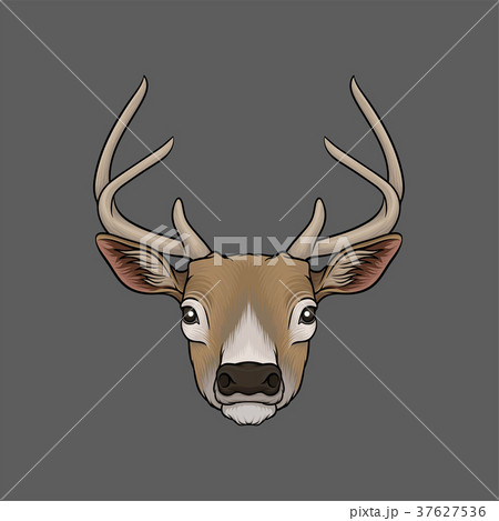 Head of deer, portrait of wild animal hand drawn 37627536