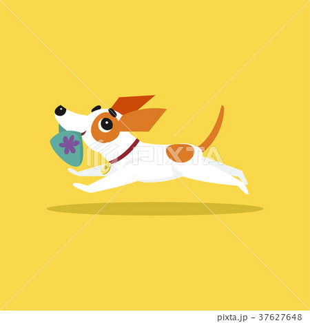 Cute jack russell terrier running with slipper in 37627648