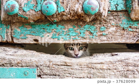 Small kitty head through old wooden door hole Small kitty head through old wooden door hole 37628099