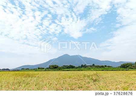 筑波山と田んぼ 37628676