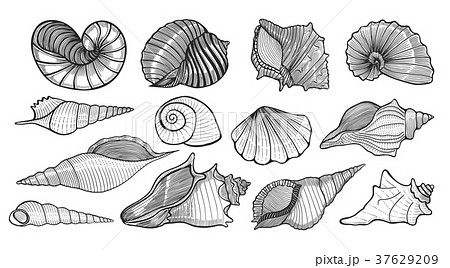 beautiful mollusk sea shells 37629209
