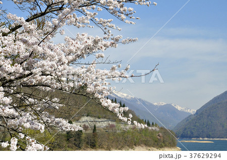 荘川桜と白山連峰 37629294