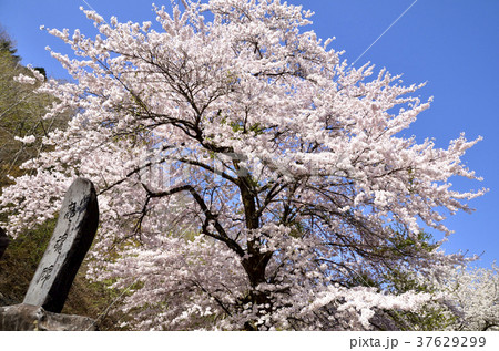 荘川桜と忠魂碑 37629299