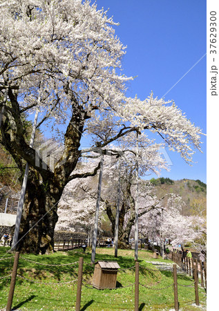 飛騨の荘川桜 37629300