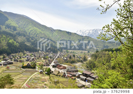 白山連峰を背景に荻町城跡展望台からの白川郷 37629998