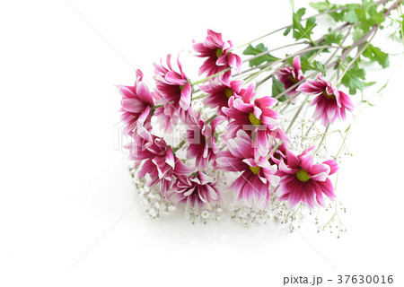 美しい花 37630016