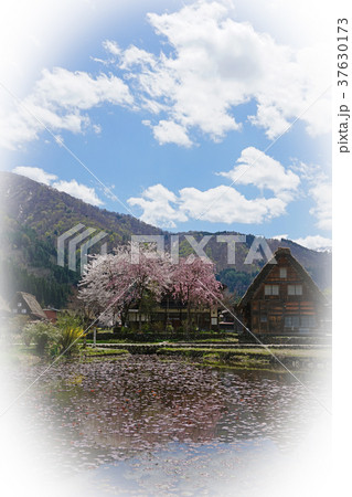 春の白川郷 37630173