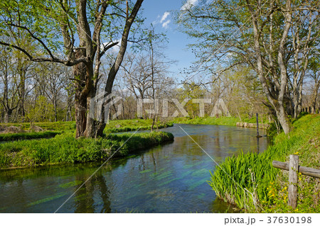 春の大王わさび農場　蓼川と万水川 37630198