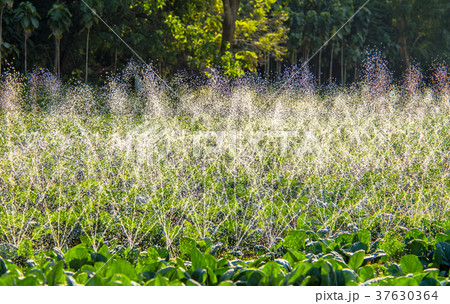 Agriculture in Southeast Asia 37630364