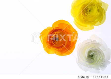 白背景にラナンキュラス 37631063