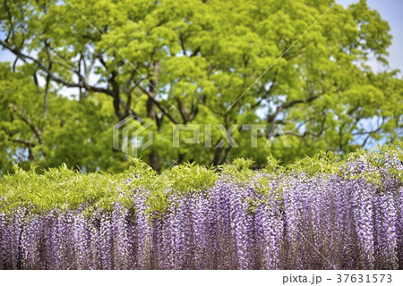 満開の藤の花 37631573