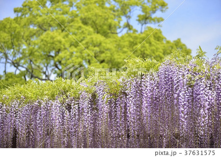 満開の藤の花 37631575