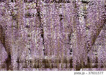 満開の藤の花 満開の藤の花 37631577