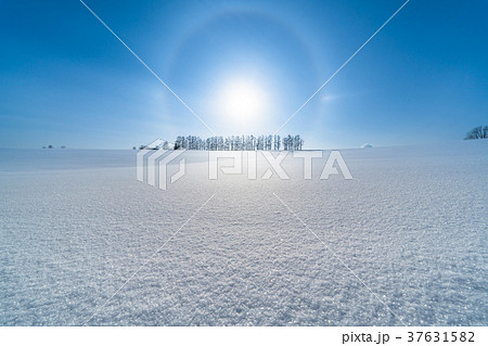 《北海道》冬のマイルドセブンの丘・美しい幻日環 37631582