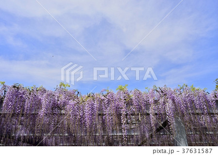 満開の藤の花 満開の藤の花 37631587