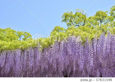 満開の藤の花 満開の藤の花 37631596