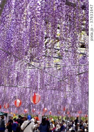 満開の藤の花 37631647