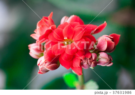 Kalanchoe flowers close-up. Beautiful kalanchoe Kalanchoe flowers close-up. Beautiful kalanchoe 37631986