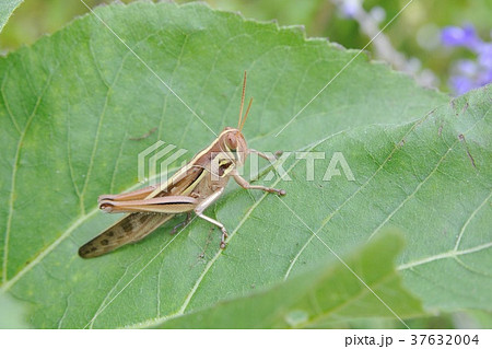ツチイナゴ 37632004