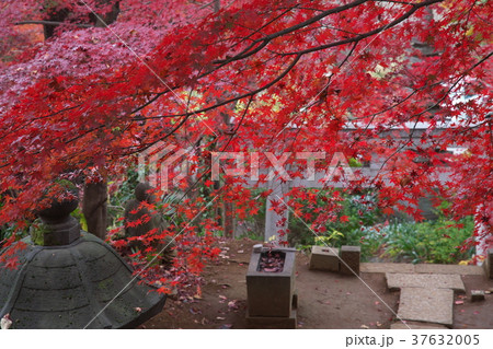 紅葉に包まれる浄慶寺 37632005