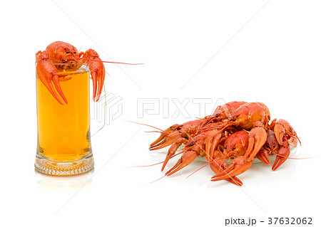 boiled river crayfish and a glass of beer 37632062