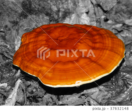 Lingzhi mushroom. Lingzhi mushroom. 37632148