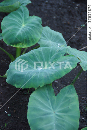 里芋の葉 里芋の葉 37632876