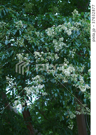 島百日紅　シマサルスベリの花 37632877