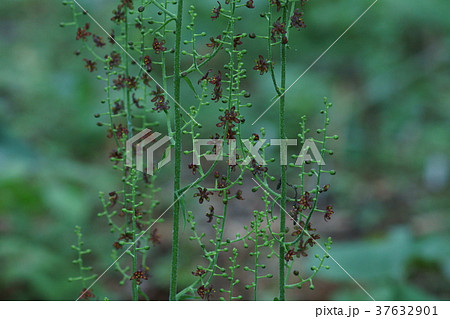 棕櫚草 シュロソウ 花言葉は 静かな人 の写真素材
