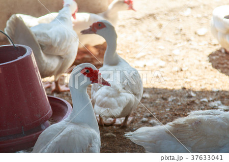 ducks on green grass in farm and cage 37633041