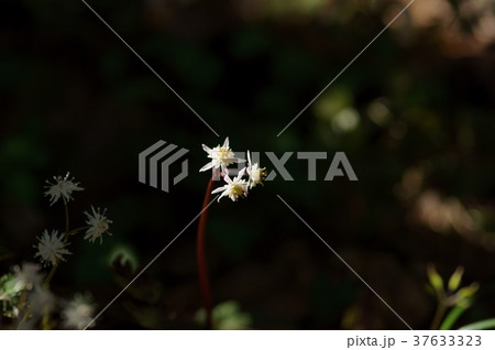 セリバオウレン　芹葉黄蓮セリバオウレン　芹葉黄蓮 37633323