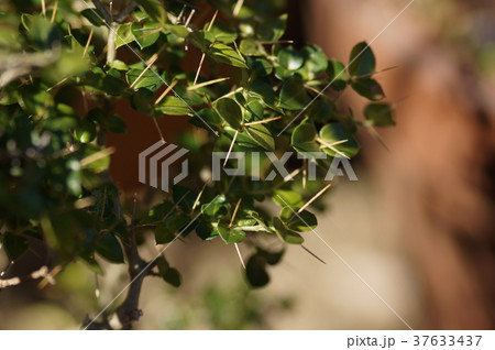 アリドオシ 蟻通し Damnacanthus indicus アリドオシ 蟻通し Damnacanthus indicus 37633437