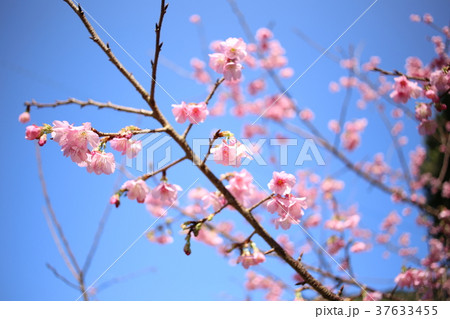 緋寒桜 緋寒桜 37633455