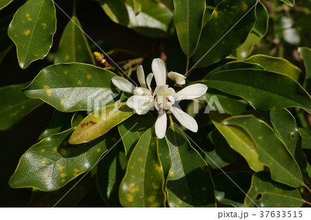 オガタマノキ 招霊の木 Magnolia compressa オガタマノキ 招霊の木 Magnolia compressa 37633515