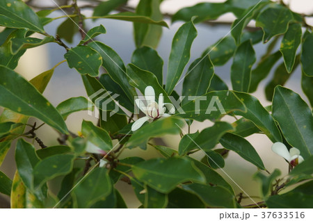 オガタマノキ　招霊の木　Magnolia compressa 37633516