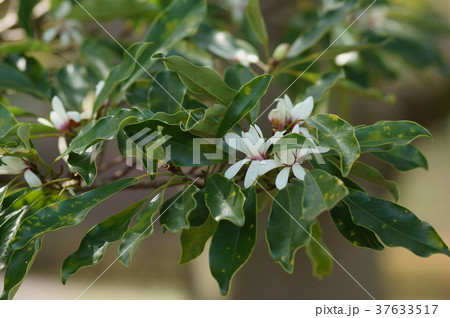 オガタマノキ　招霊の木　Magnolia compressa 37633517