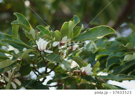 オガタマノキ　招霊の木　Magnolia compressa 37633523