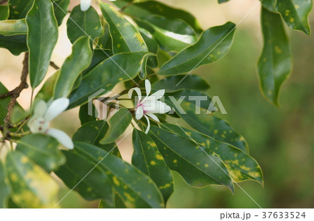 オガタマノキ 招霊の木 Magnolia compressa オガタマノキ 招霊の木 Magnolia compressa 37633524
