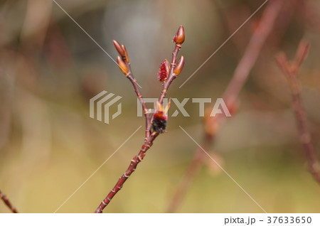 クロヤナギ　黒柳　Salix gracilistyla var. melanostachys 37633650