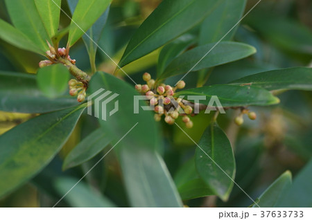 タイミンタチバナ　大明橘　Myrsine seguinii 37633733