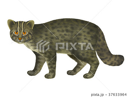 Iriomote Wild Cat Image Stock Illustration