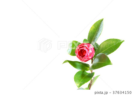 冬の花　山茶花（サザンカ） 37634150