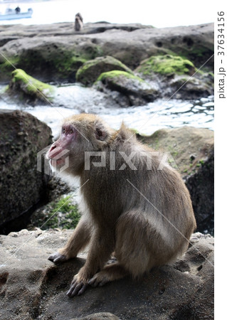 幸島のニホンザル 幸島のニホンザル 37634156