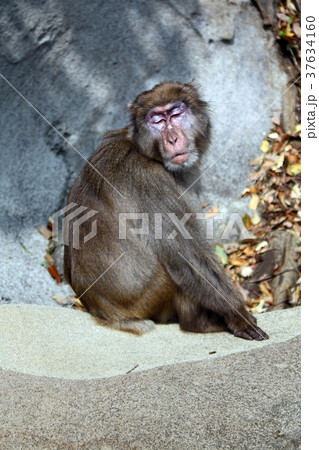 幸島のニホンザル 37634160