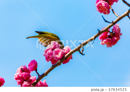 メジロ　紅梅 37634525