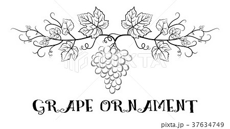 Grapes Floral Ornamentのイラスト素材