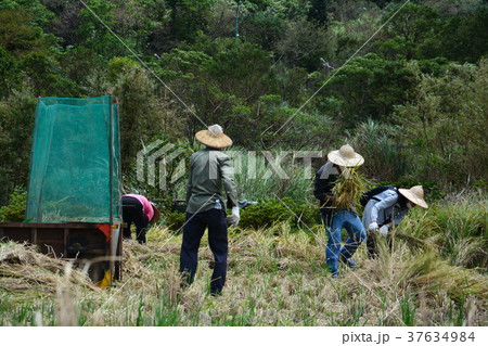 袋入り 刈り入れ 収穫作業 37634984