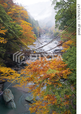 紅葉の祖谷かずら橋の写真素材