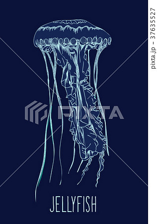 Hand drawn jellyfish. Vector illustration.  37635527